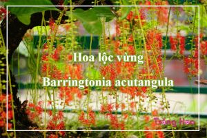 Hoa lộc vừng - Barringtonia acutangula