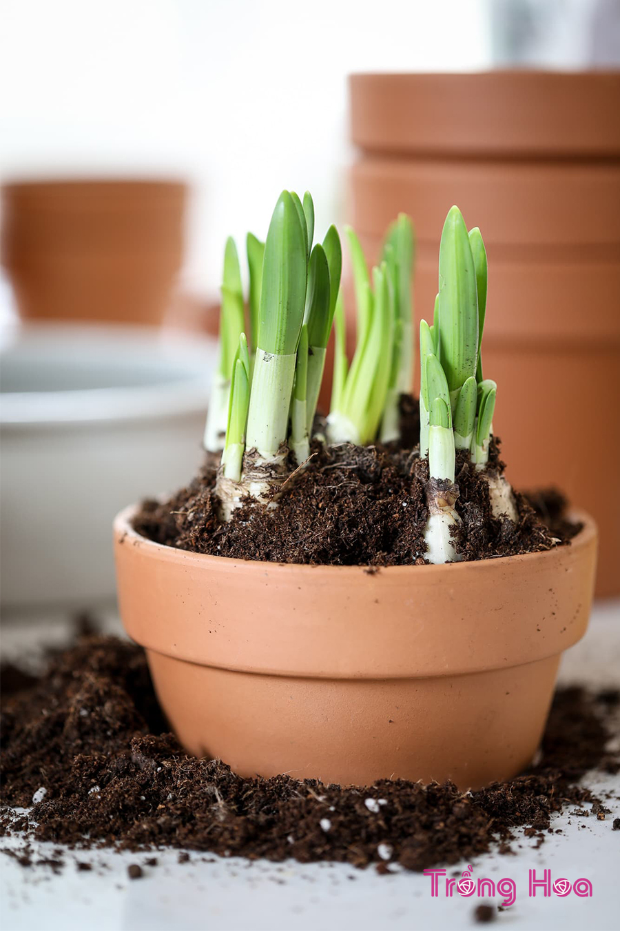 Cách trồng chậu và thay chậu hoa thủy tiên vàng Daffodils