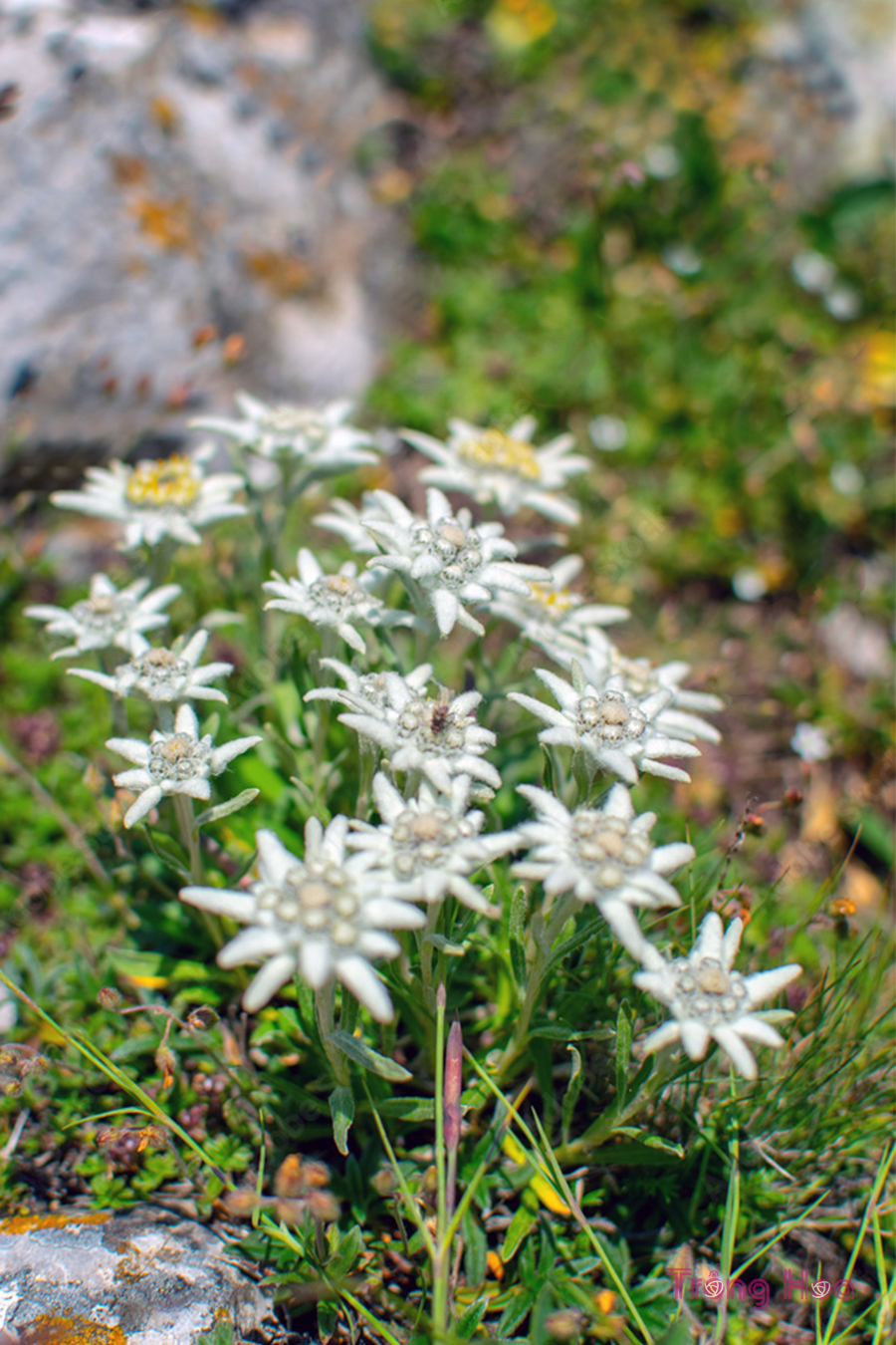 Hoa Nhung Tuyết (Edelweiss) - Leontopodium alpinum