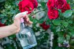 9 Vấn đề thường gặp của hoa hồng và cách khắc phục