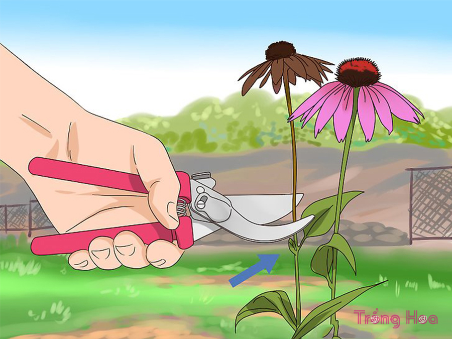 3 Cách cắt tỉa hoa cúc tím Coneflowers