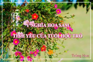 Ý nghĩa của hoa sam tượng trưng cho tình yêu tuổi học trò