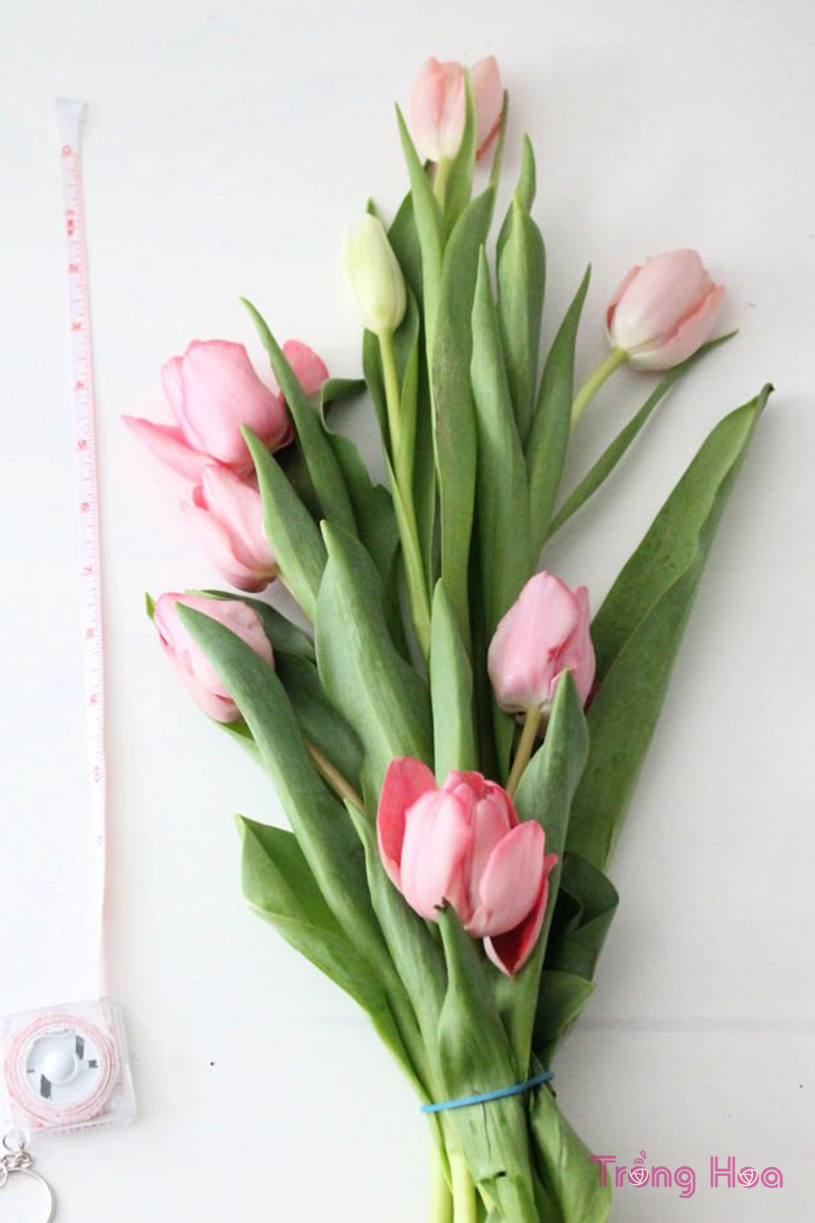 Ý tưởng cắm hoa tulip hiện đại cho mùa xuân