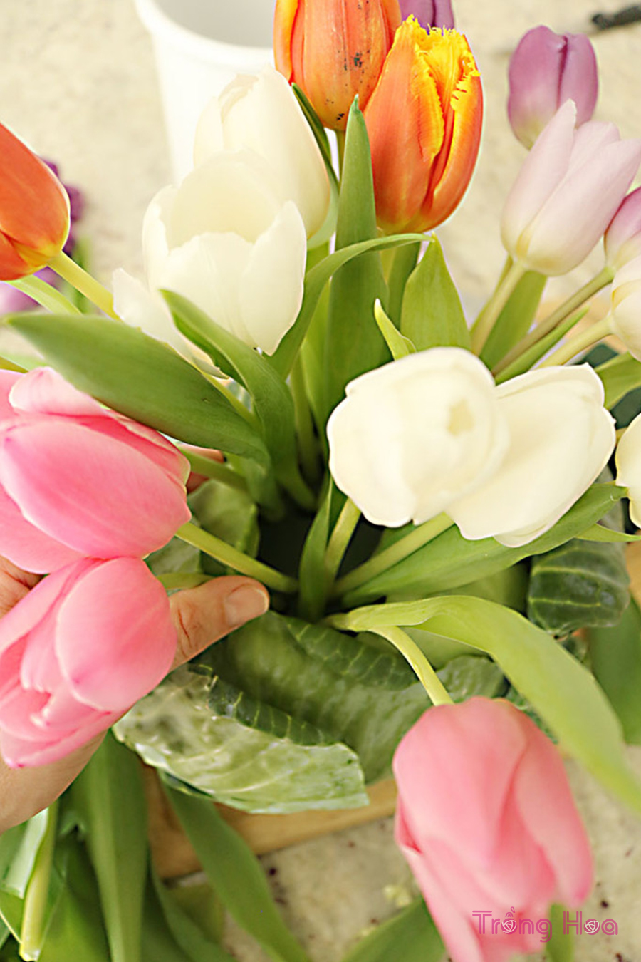 DIY Gợi ý cách cắm hoa tulip bắp cải đẹp mà độc lạ