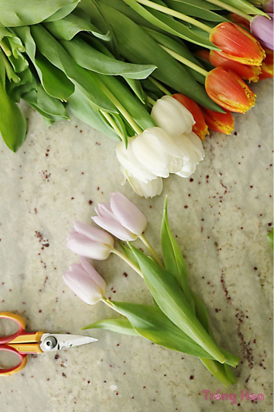 cắt ba bông hoa tulip cùng một lúc