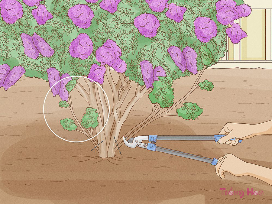 Cách cắt tỉa cây hoa bằng lăng Crepe myrtles