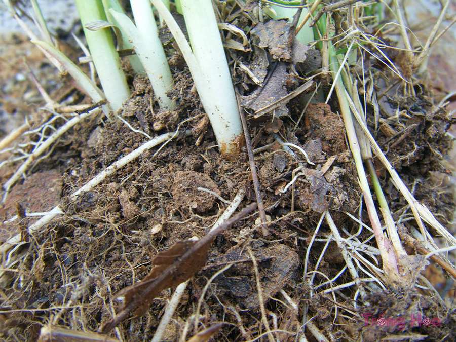 Phủi sạch bụi bẩn bám trên thân rễ