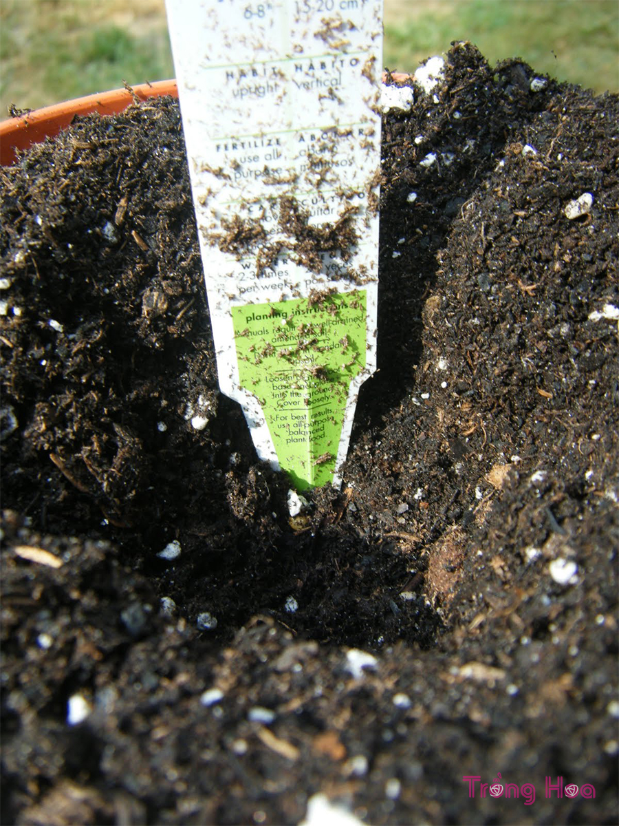 Đào một hố sâu xuống đất đủ để làm lỗ trồng cây và đủ rộng để có chỗ cho rễ