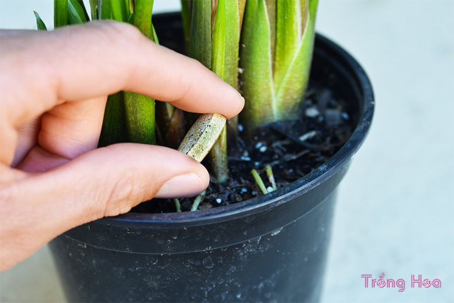 5 Bí kíp chăm sóc hoa rum Calli Lily phát triển trong chậu
