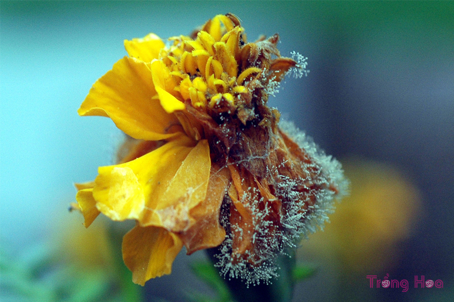 Bệnh nấm mốc xám Botrytis trên cây hoa cúc vạn thọ