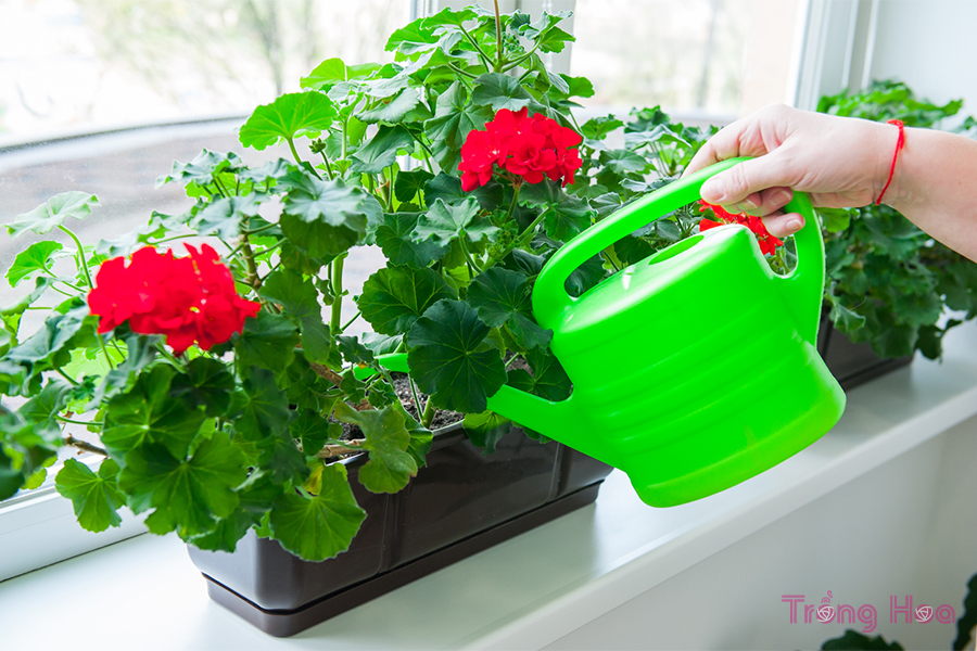 Cách tốt nhất để tưới nước cho hầu hết các loại hoa phong lữ