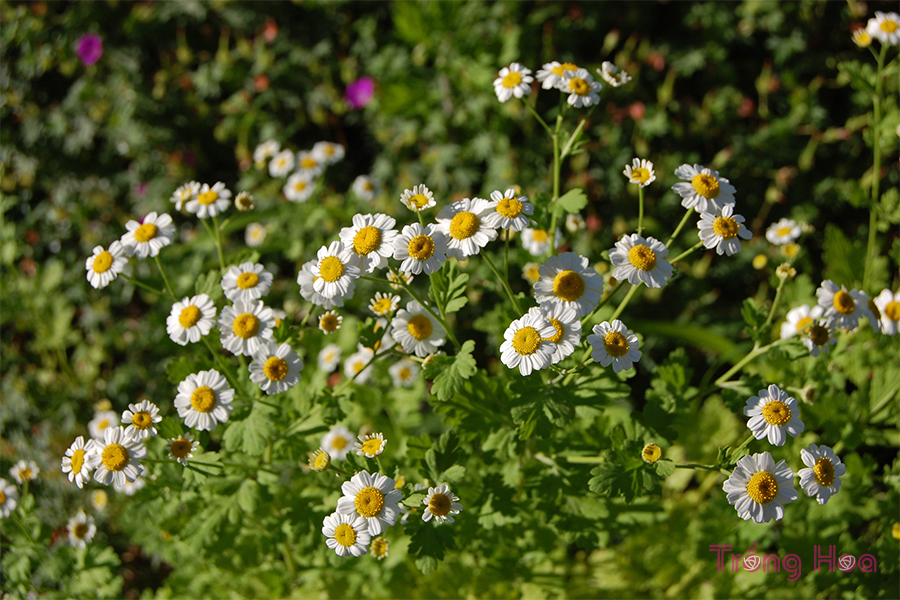 Hoa cúc thơm Feverfew - Tanacetum parthenium