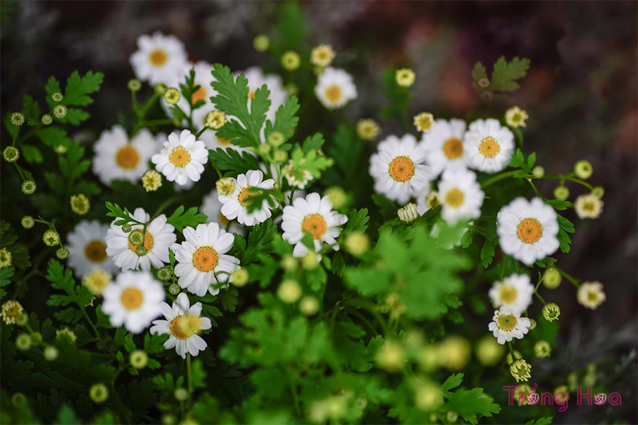 Hoa cúc thơm Feverfew - Tanacetum parthenium