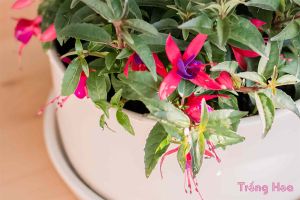 Cách trồng và chăm sóc hoa lồng đèn Fuchsia từ A tới Z