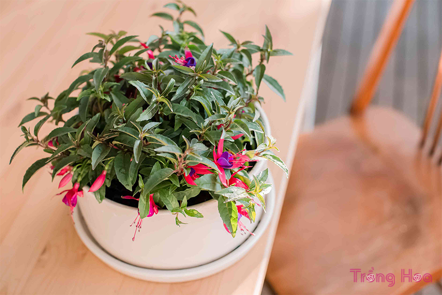 Cách trồng và chăm sóc hoa lồng đèn Fuchsia từ A tới Z