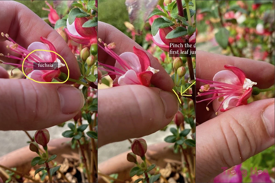 Làm thế nào để hoa lồng đèn Fuchsia nở rộ