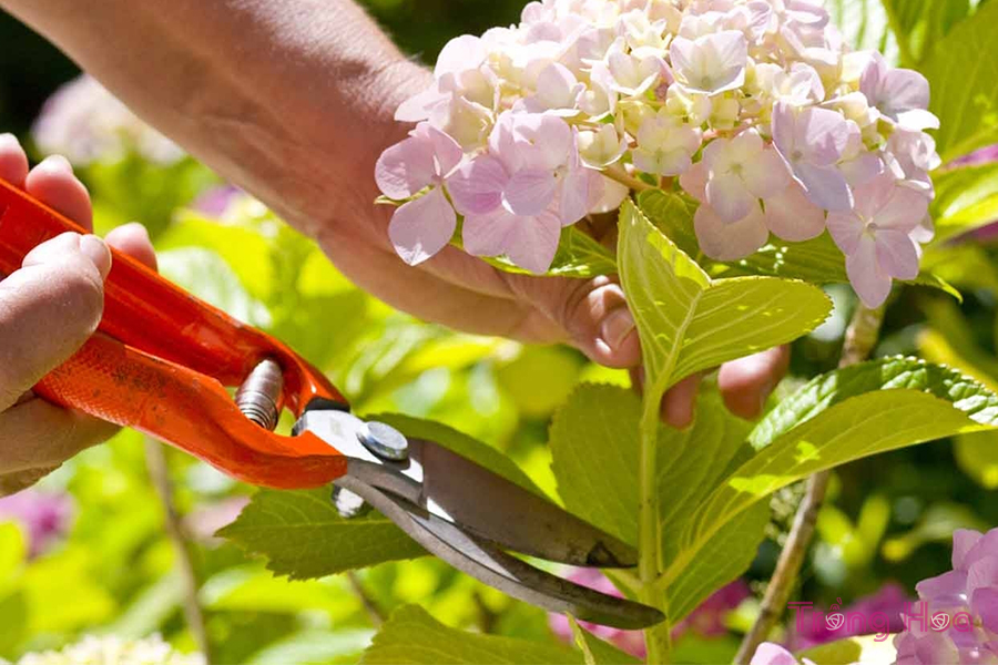 11 Mẹo để cắt tỉa hoa cẩm tú cầu đúng cách