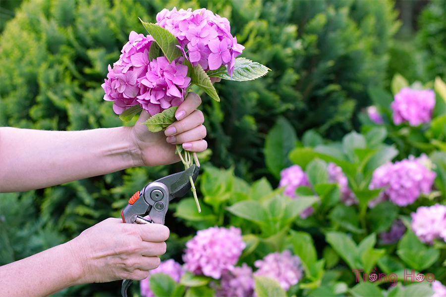 11 Mẹo để cắt tỉa hoa cẩm tú cầu đúng cách