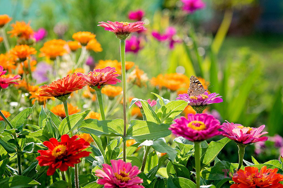 6 loài hoa mùa hè mang lại cho bạn nhiều điều thú vị nhất
