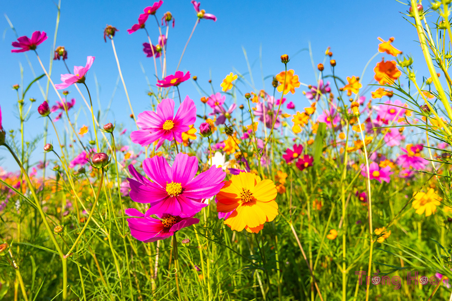 6 loài hoa mùa hè mang lại cho bạn nhiều điều thú vị nhất