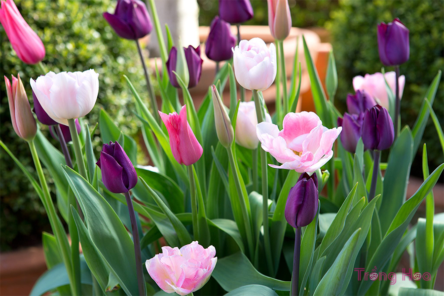 10 Chậu hoa tulip mùa xuân