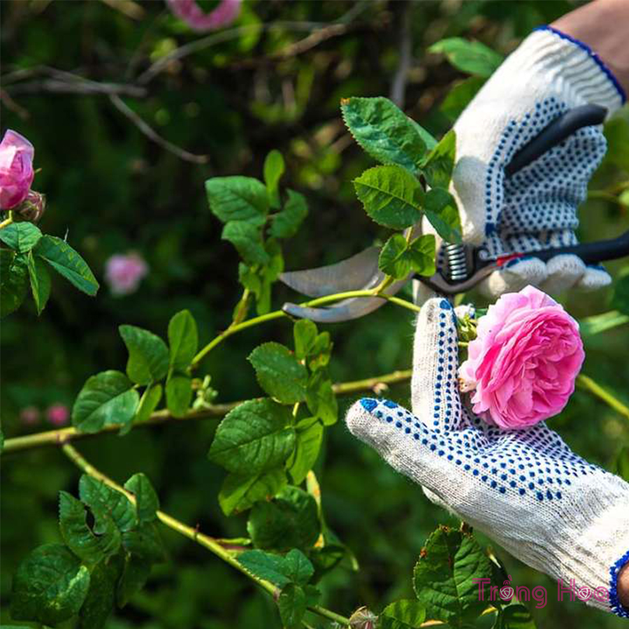 Lời khuyên hàng đầu cho việc cắt tỉa hoa hồng