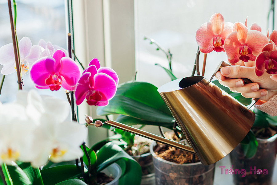 15 Loại cây nở hoa trong nhà ít cần chăm sóc