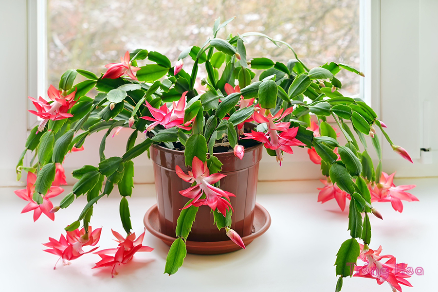 15 Loại cây nở hoa trong nhà ít cần chăm sóc