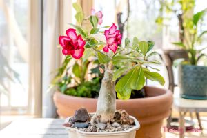 Chi tiết cách trồng và chăm sóc cây hoa sứ sa mạc từ A-Z