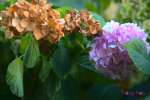 5 Lý do tại sao cây hoa cẩm tú cầu bị héo
