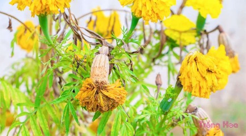 14 vấn đề thường gặp với hoa cúc vạn thọ