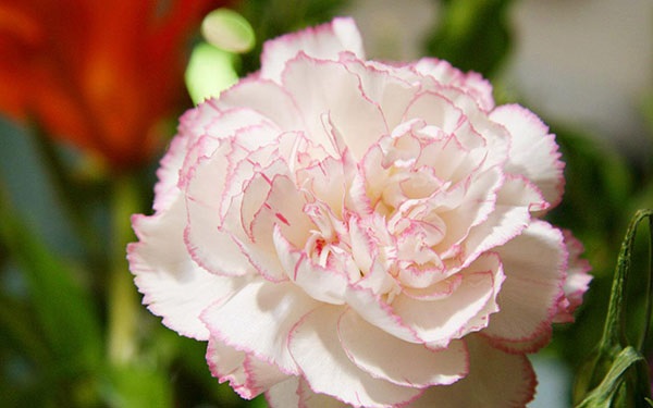 Nguồn gốc và ý nghĩa hoa cẩm chướng