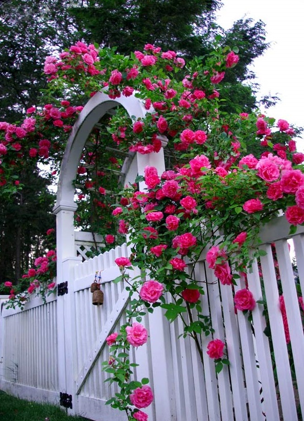 Trang trí sân vườn bằng hoa hồng leo cực ấn tượng