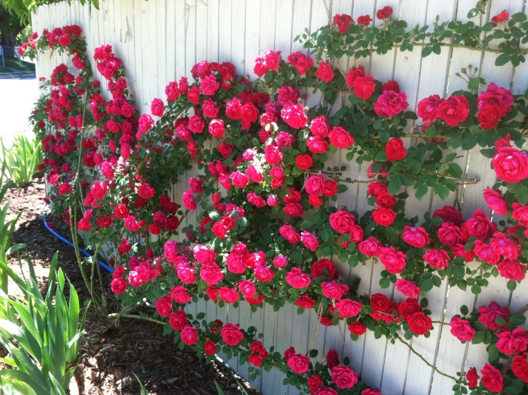 Trang trí sân vườn bằng hoa hồng leo cực ấn tượng