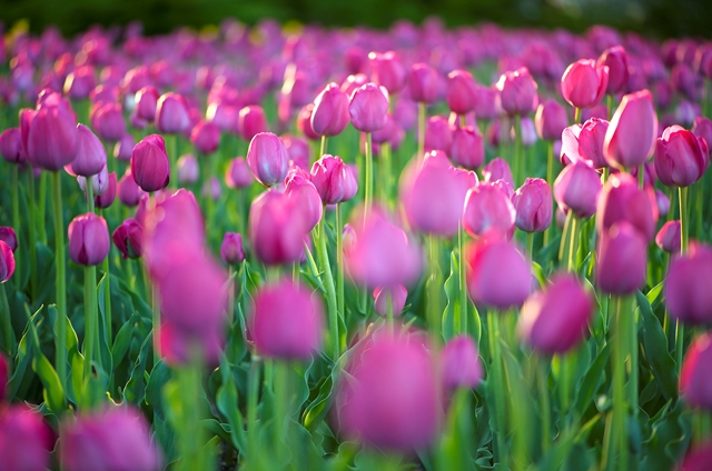 Tìm hiểu nguồn gốc hoa Tulip