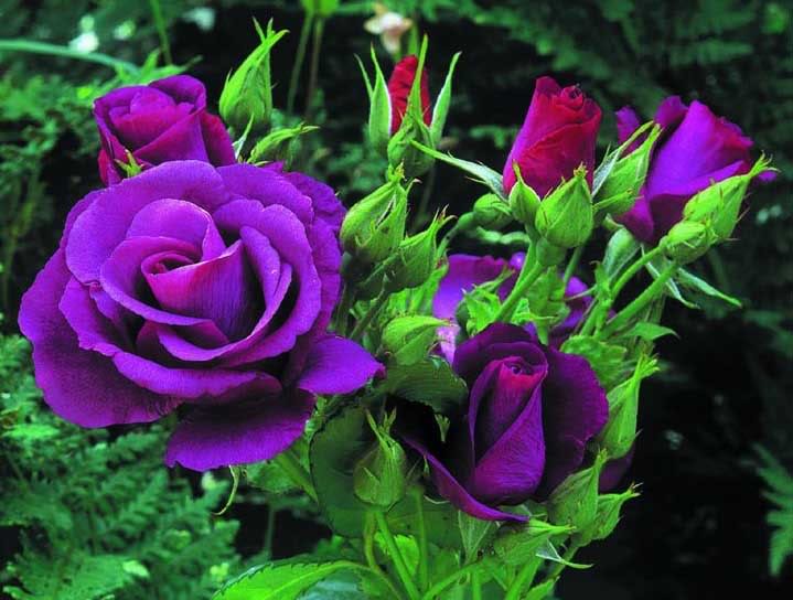 Màu tím tượng trưng cho sự chung thủy, lãng mạn, loại hoa này thường là món quà của những cặp tình nhân