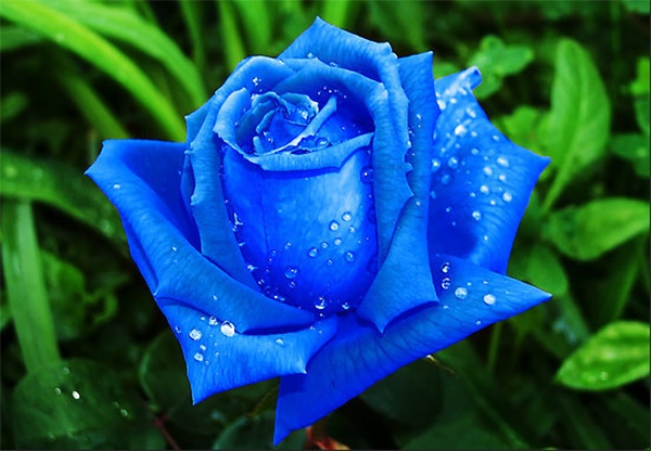 Hoa hồng xanh tượng trưng cho tình yêu bất diệt, vĩnh cửu