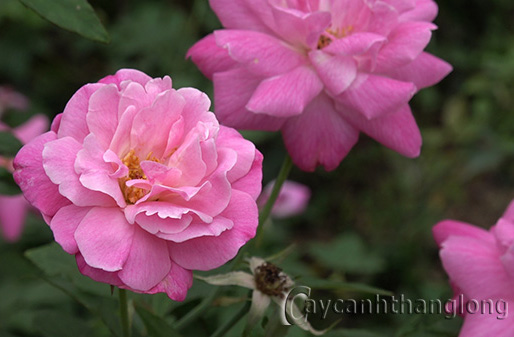 Kỹ thuật trồng hoa hồng quế hương thơm nồng nàn