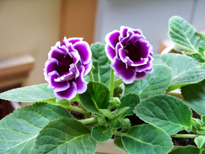 Tìm hiểu về loài hoa tử la lan