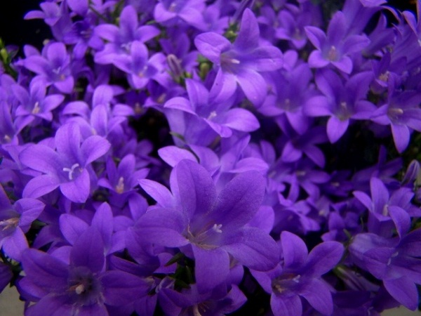 Kỹ thuật trồng hoa Violet nở đúng dịp tết