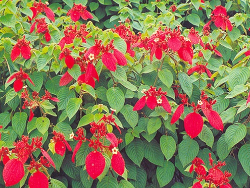 Hướng dẫn trồng cây hoa bướm đỏ đẹp ấn tượng