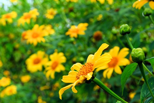 Trồng hoa dã quỳ cho khu vườn ngập sắc vàng