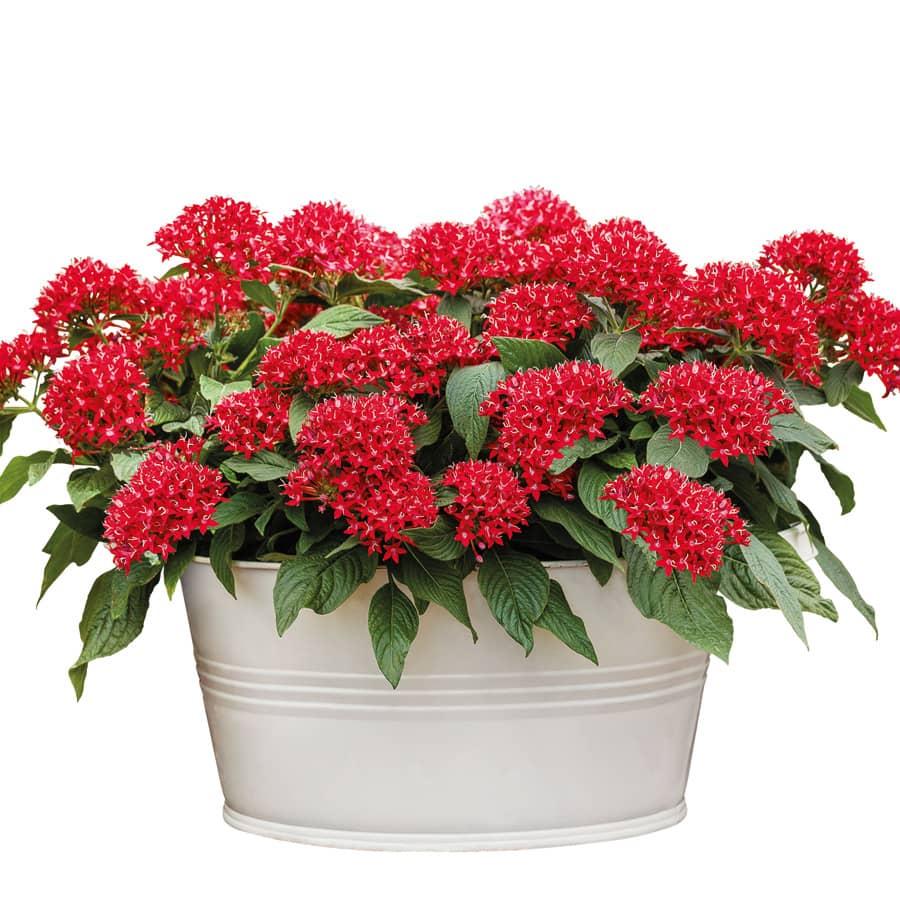 Kỹ thuật trồng hoa diễm châu