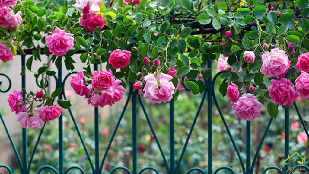 Kỹ thuật trồng hoa hồng leo tuyệt đẹp
