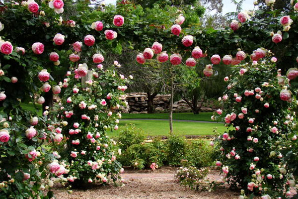 Kỹ thuật trồng hoa hồng leo Pháp nhiều màu