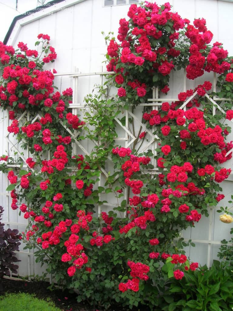 Kỹ thuật trồng hoa hồng leo Pháp nhiều màu