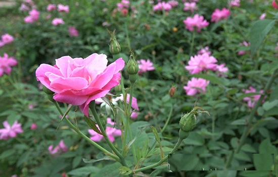 Kỹ thuật trồng hoa hồng quế cánh kép thơm ngát hương