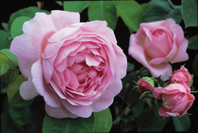 Kỹ thuật trồng hoa hồng quế cánh kép thơm ngát hương