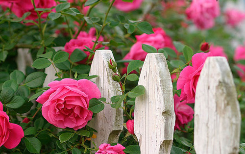 Kỹ thuật trồng hoa Tầm xuân hồng đẹp ngây ngất