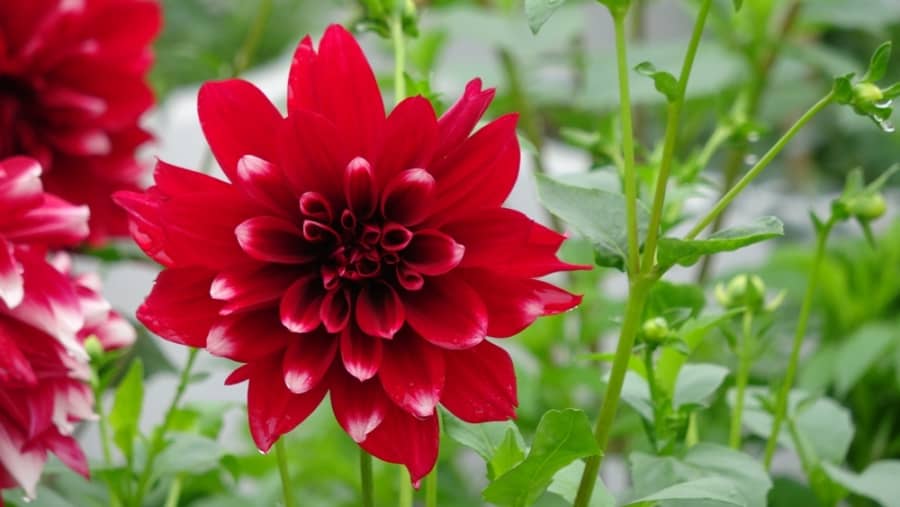 Hướng dẫn trồng hoa thược dược